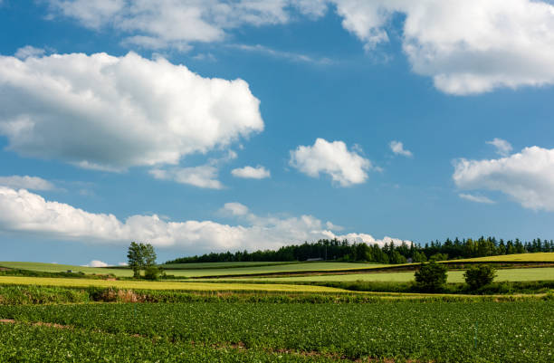 Majestic rural landscape of Biei
