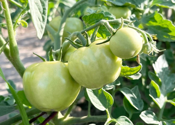 green unripe tomatoes hang on a tomato bush branch