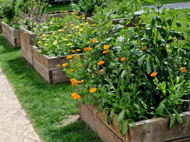 istock wood framed herb beds in the monastery garden castle. rectangular flower bed with herbs and park paths of bright colors. Maintained trimmed boxwood hedges. education schoolyard, school, horticulture 2159131127
