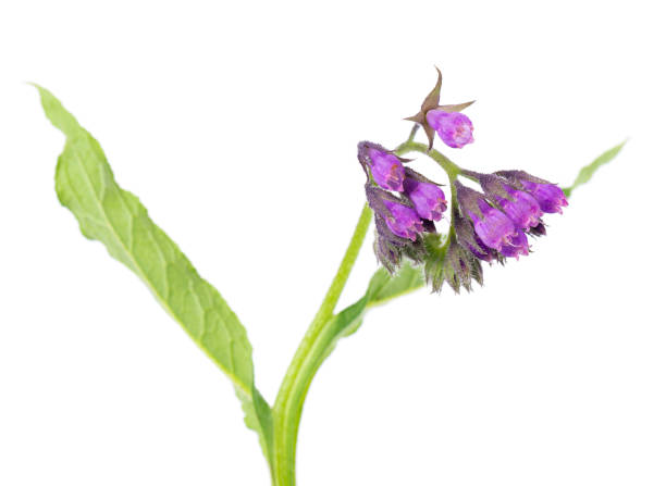 Medium to tall, bristly perennial; stems erect or ascending, branched. Basal leaves oval to oblong, pointed, narrowed into a long stalk; stem leaves unstalked. Flowers bright blue with a white scaly throat, 8-10mm, in small, long-stalked cymes. Nutlets netted.\nHabitat: Damp to shady places, woodland margins, hedgebanks and cultivated land, often close to buildings, at low attitudes.\nFlowering Season: April-July.\nDistribution: SW Europe. Locally naturalized in much of Britain, Belgium and Holland.\n\nI found this nice Blue Flower in a Hedge in the Town of Almere (The Netherlands) in a Park setting.