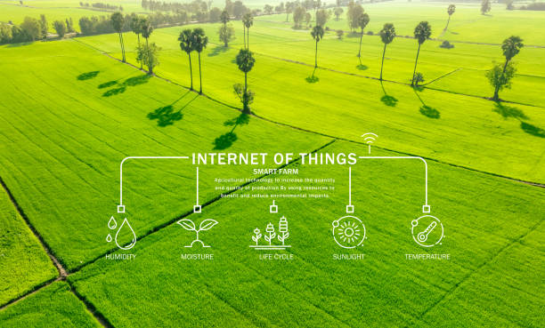 istock Smart agriculture with modern technology for sustainable practices. Rice farm. Smart farming concept. Sustainable agriculture. Precision agriculture. IoT and sensor technology for smart farming. 2159135612