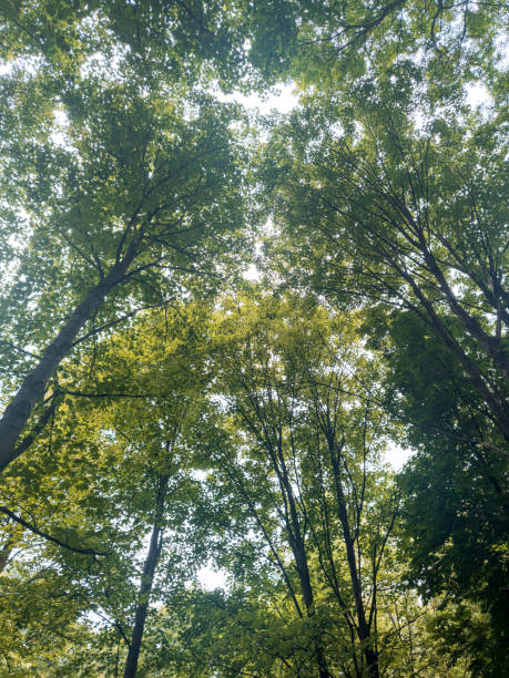 Looking up at the green tops of trees and sky