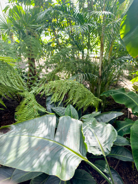 istock landscape with exotic evergreen plants in botanical garden 2159135960
