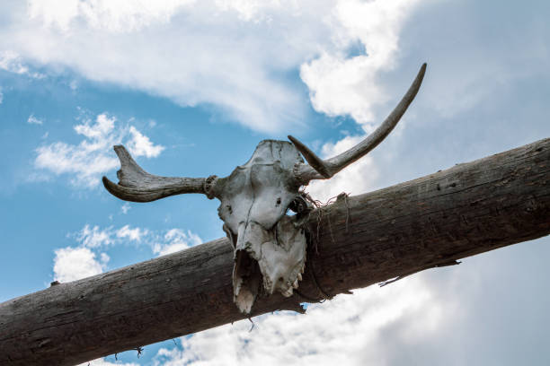 istock authentic animal skull on a building, cultural traditions 2159138175