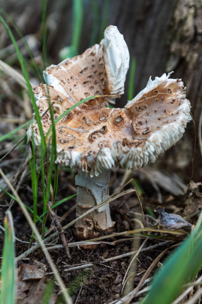 istock Poisonous mushroom toadstool growing in the forest close-up inedible mushrooms 2159138445