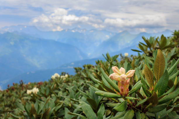 Flowering rhododendron plants growing in a mountainous area selective focus close-up