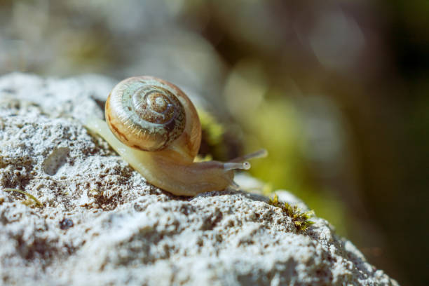 Land snail on the street close-up with focus on the mouth