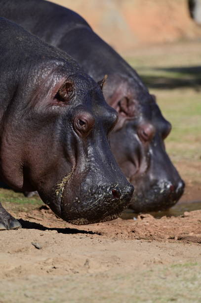 istock Hippopotamuses in the zoo 2159139183