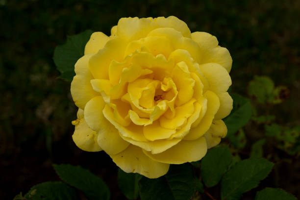 istock Korresia rose, or Sunsprite rose 2159140369
