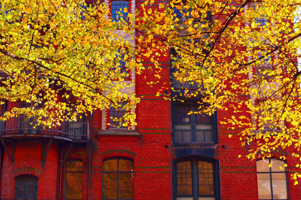Brick wall and red rowan tree