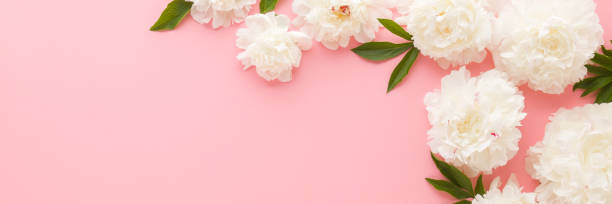 istock Fresh beautiful soft white peony flowers with green leaves on light pink table background. Pastel color. Closeup. Empty place for inspirational text, lovely quote sayings. Wide banner. Top down view. 2159141191