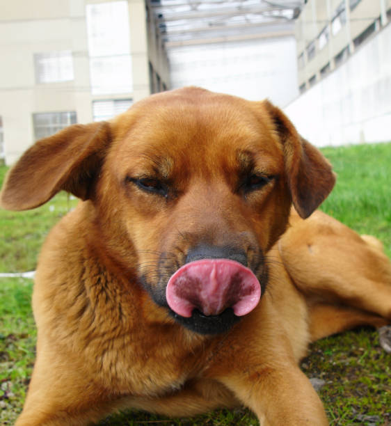 istock a street dog waiting for food 2159141349