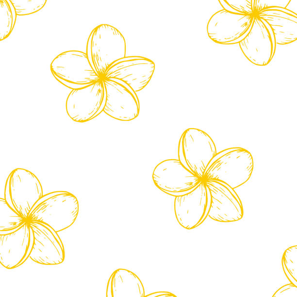 Tropical seamless pattern with vector plumeria flowers illustration on isolated background. Beautiful botanical hand painted linear exotic frangipani. For designers, spa decoration, postcards, wedding, greetings, wallpapers, wrapping paper Tropical seamless pattern with vector plumeria flowers illustration on isolated background. Beautiful botanical hand painted linear exotic frangipani. For designers, spa decoration, postcards, wedding, greetings, wallpapers, wrapping paper, drawing of the hawaii islands stock illustrations
