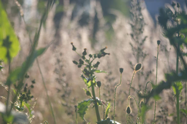poppy buds in field