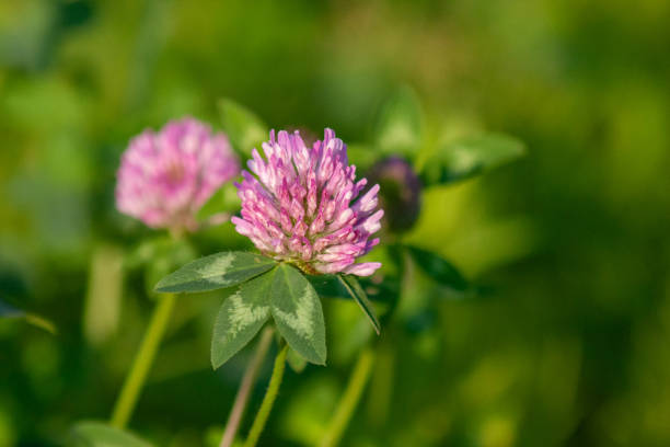 istock wild flower in field 2159142294