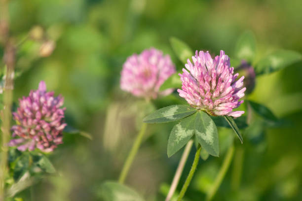 istock wild flower in field 2159142344