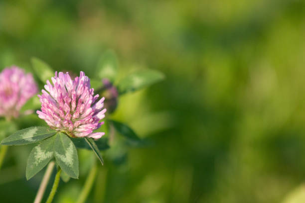 istock wild flower in field 2159142351