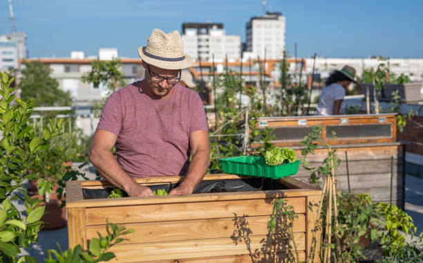 istock Man Planting Vegetables In His Raised Beds On Rooftop 2159143257