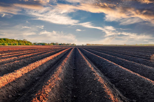 istock Plowed soil with even rows on agricultural field 2159144810