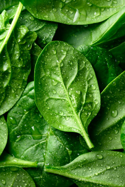 istock Macro shot of fresh green spinach leaves with water drops 2159144920