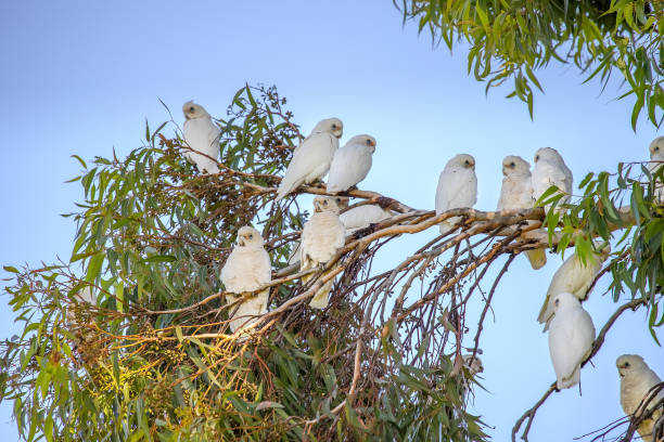 istock Several white Little Corella parrots sit on green tree branch in blue sky background in a park in Adelaide, Australia 2159144984