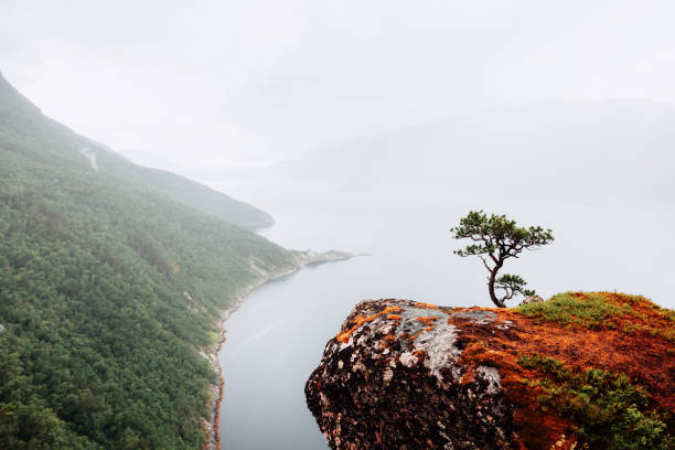 Foggy view on lonely tree growing on cliff above the Tingvollfjorden flord Vettamyra, More og Romsdal county, Norway