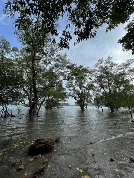 istock mangrove tree at the Mawar Beach during high tide 2159145490