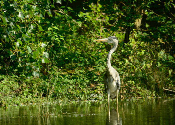 istock Birds of France 2159145975