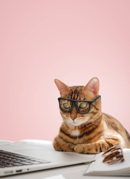 istock A business cat with glasses works at the computer. 2159146156