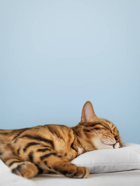 A charming red cat sleeps and smiles in his sleep