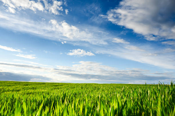 Young green wheat on spring agricultural field