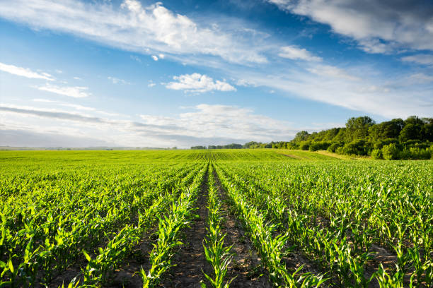 istock Young green corn on the agricultural field 2159147751