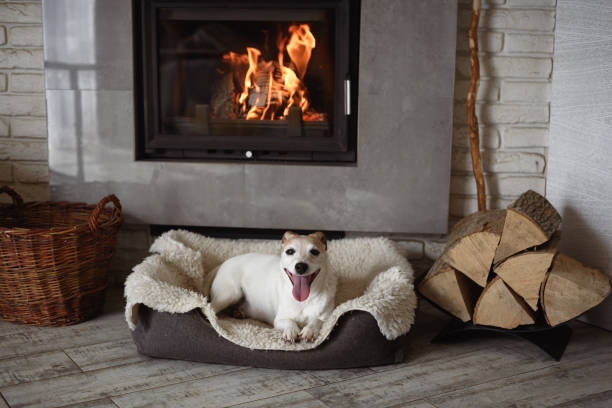 istock Smiling Jack Russell Terrier dog with mouth open 2159147845