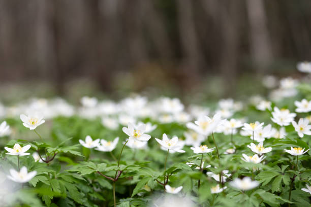 istock Forest meadow covered by blooming White anemone flowers 2159148642