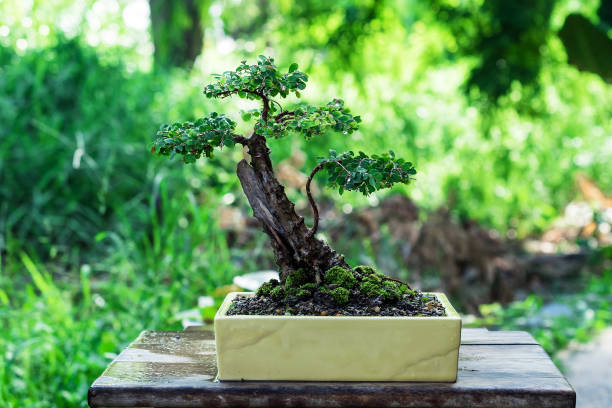 istock Phyllodium pulchellum in plastic pot used to create bonsai. 2159148927