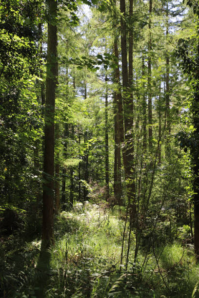 istock Sunlit Woodland Scene with Lush Greenery and Radiant Canopy Light 2159149089