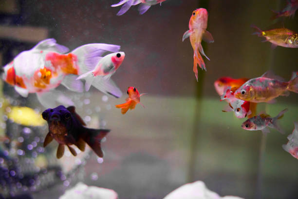 Big and small goldfish in aquarium