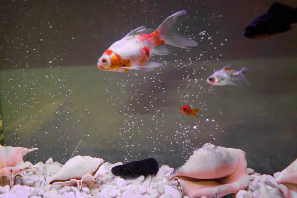 Goldfish swimming among bubbles