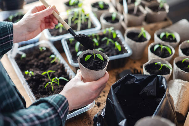 istock Farmer transplants tomato and pepper seedlings into peat cups 2159150375