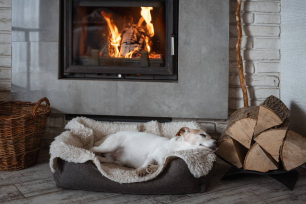 A Jack Russell Terrier dog sleeps on a rug