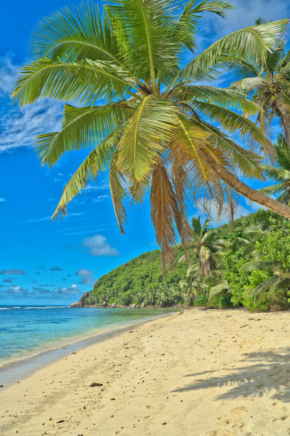 istock Anse Parnel beach, blue sky turquoise water, white sandy beach, coconut palm trees 2159151178