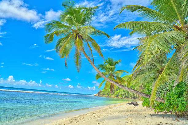 istock Anse Parnel beach, blue sky turquoise water, white sandy beach, coconut palm trees 2159151397