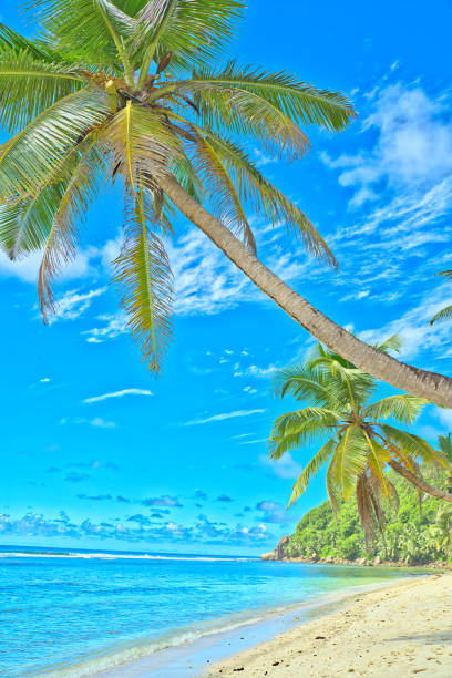 Anse Parnel beach, blue sky turquoise water, low tide sunny day, white sandy beach, coconut palm trees, Mahe, Seychelles