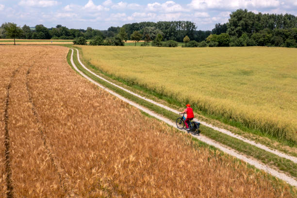 A summer, rural landscape with a woman riding a bicycle along the road among cereal fields in summer on a sunny day, aerial view.
