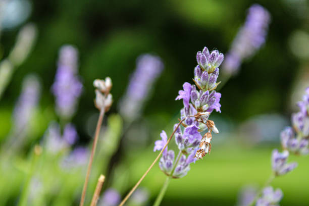 A close-up photograph of a lavender bush showcasing its blooming flowers. The image exhibits purple-blue tones, capturing the natural colors of the lavender. In the foreground, a soft haze creates a gentle blur, encompassing some of the flowers that were very close to the lens. This haze adds a dreamy and ethereal quality to the composition. The shallow depth of field draws attention to the detailed structure of the in-focus flowers. The photograph offers a detailed view of the lavender bush, highlighting its delicate blooms and the interplay of colors within the frame.