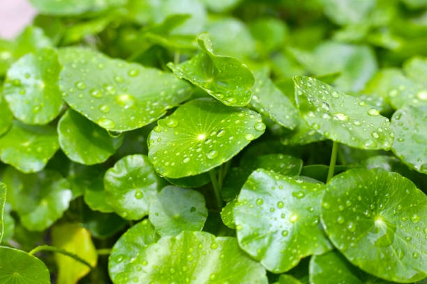 istock Fresh centella asiatica leaves with rain drop. Gotu kola herb plant 2159155539