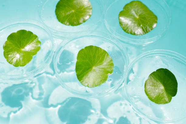istock Centella asiatica in blue water 2159155569