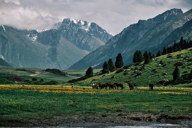 istock Horses grazing on lush meadow in mountain river valley 2159155822