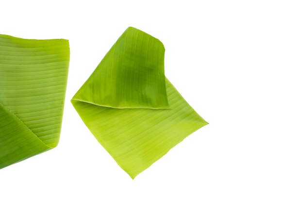 istock Banana leaves on white background. 2159155853