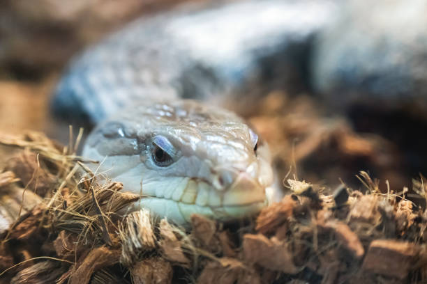 large lizard blue tongue skink Tiliqua scincoides.